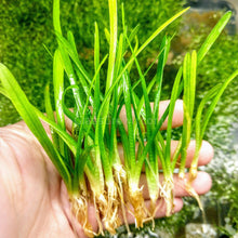 Load image into Gallery viewer, 1 CENT SAMPLE Dwarf Sagittaria Subulata 3x Plants-Aquatic Plants-Glass Grown-Glass Grown Aquatics-Aquarium live fish plants, decor