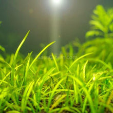 Load image into Gallery viewer, 1 CENT SAMPLE Dwarf Sagittaria Subulata 3x Plants-Aquatic Plants-Glass Grown-Glass Grown Aquatics-Aquarium live fish plants, decor