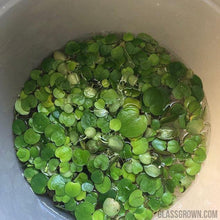 Load image into Gallery viewer, Frogbit 4oz Cup Portion-Aquatic Plants-Glass Grown-Glass Grown Aquatics-Aquarium live fish plants, decor
