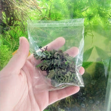 Load image into Gallery viewer, Salvinia Cucullata (Velvet Spangles) Plantlets NYE-Aquatic Plants-Glass Grown Aquatics-Glass Grown Aquatics-Aquarium live fish plants, decor