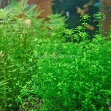 Load image into Gallery viewer, Pearlweed 3-10 Pots-Aquatic Plants-Glass Grown-3x Pots-Glass Grown Aquatics-Aquarium live fish plants, decor