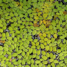 Load image into Gallery viewer, Salvinia Minima 4oz Portion-Aquatic Plants-Glass Grown-Glass Grown Aquatics-Aquarium live fish plants, decor