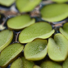 Load image into Gallery viewer, Salvinia Minima 4oz Portion-Aquatic Plants-Glass Grown-Glass Grown Aquatics-Aquarium live fish plants, decor