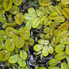Load image into Gallery viewer, Salvinia Minima 4oz Portion-Aquatic Plants-Glass Grown-Glass Grown Aquatics-Aquarium live fish plants, decor