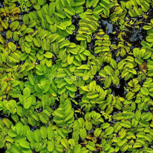 Load image into Gallery viewer, Salvinia Minima 4oz Portion-Aquatic Plants-Glass Grown-Glass Grown Aquatics-Aquarium live fish plants, decor