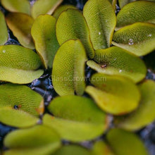 Load image into Gallery viewer, Salvinia Minima 4oz Portion-Aquatic Plants-Glass Grown-Glass Grown Aquatics-Aquarium live fish plants, decor
