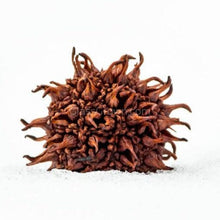 Load image into Gallery viewer, 1 CENT SAMPLE Sweet Gum Pods 3 Pack-Aquarium Decor-Glass Grown Aquatics-Glass Grown Aquatics-Aquarium live fish plants, decor