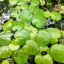 Load image into Gallery viewer, Tiger Stripe Frogbit 3 Pack-Aquatic Plants-Glass Grown-Glass Grown Aquatics-Aquarium live fish plants, decor
