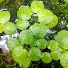 Load image into Gallery viewer, Tiger Stripe Frogbit 3 Pack-Aquatic Plants-Glass Grown-Glass Grown Aquatics-Aquarium live fish plants, decor
