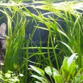 True Sagittaria Subulata 3 Rosettes/Nodes-Aquatic Plants-Glass Grown-Glass Grown Aquatics-Aquarium live fish plants, decor