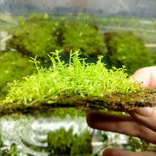 Load image into Gallery viewer, Dwarf Baby Tears 4" Coir Mat-Aquatic Plants-Glass Grown-Glass Grown Aquatics-Aquarium live fish plants, decor