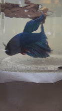 Load and play video in Gallery viewer, Male Halfmoon Betta
