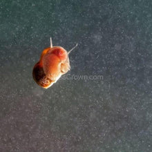 Load image into Gallery viewer, Feeder Snails 10+ Pack-Live Animals-Glass Grown-Glass Grown Aquatics-Aquarium live fish plants, decor