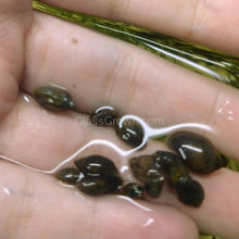 Load image into Gallery viewer, Feeder Snails 10+ Pack-Live Animals-Glass Grown-Glass Grown Aquatics-Aquarium live fish plants, decor