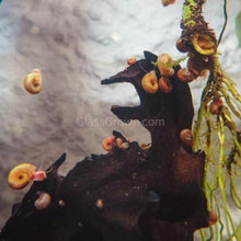Load image into Gallery viewer, Feeder Snails 10+ Pack-Live Animals-Glass Grown-Glass Grown Aquatics-Aquarium live fish plants, decor