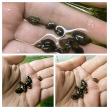 Load image into Gallery viewer, Feeder Snails 10+ Pack-Live Animals-Glass Grown-Glass Grown Aquatics-Aquarium live fish plants, decor