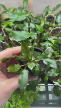 Load and play video in Gallery viewer, Potted Cryptocoryne Wendtii Red
