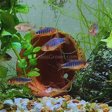 Emerald Dwarf Rasboras 6 Pack-Live Animals-Glass Grown Aquatics-School of 6-Glass Grown Aquatics-Aquarium live fish plants, decor