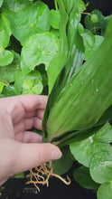 Load and play video in Gallery viewer, Janet Craig Pineapple Plant