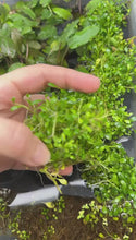 Load and play video in Gallery viewer, Glossostigma 2oz