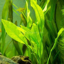 Load image into Gallery viewer, Amazon Sword-Aquatic Plants-Glass Grown-Glass Grown Aquatics-Aquarium live fish plants, decor
