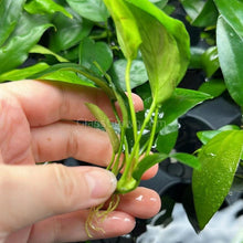 Load image into Gallery viewer, Anubias Barteri-Aquatic Plants-Glass Grown-Glass Grown Aquatics-Aquarium live fish plants, decor