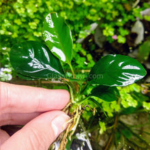 Load image into Gallery viewer, Anubias Coffeefolia-Aquatic Plants-Glass Grown-Glass Grown Aquatics-Aquarium live fish plants, decor