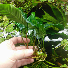 Load image into Gallery viewer, Anubias Coffeefolia Mother-Aquatic Plants-Glass Grown-Glass Grown Aquatics-Aquarium live fish plants, decor