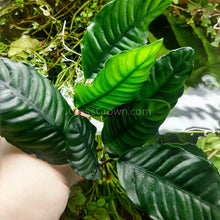 Load image into Gallery viewer, Anubias Coffeefolia Mother-Aquatic Plants-Glass Grown-Glass Grown Aquatics-Aquarium live fish plants, decor