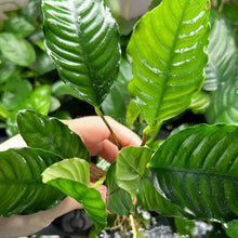 Load image into Gallery viewer, Anubias Coffeefolia Mother-Aquatic Plants-Glass Grown-Glass Grown Aquatics-Aquarium live fish plants, decor