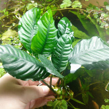 Load image into Gallery viewer, Anubias Coffeefolia Mother-Aquatic Plants-Glass Grown-Glass Grown Aquatics-Aquarium live fish plants, decor