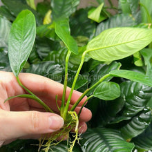 Load image into Gallery viewer, Anubias Lanceolata-Aquatic Plants-Glass Grown-Glass Grown Aquatics-Aquarium live fish plants, decor