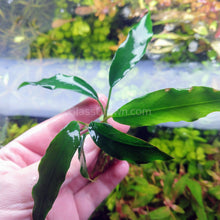 Load image into Gallery viewer, Anubias Minima-Aquatic Plants-Glass Grown-Glass Grown Aquatics-Aquarium live fish plants, decor