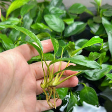 Load image into Gallery viewer, Anubias Minima-Aquatic Plants-Glass Grown-Glass Grown Aquatics-Aquarium live fish plants, decor