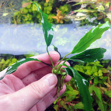 Load image into Gallery viewer, Anubias Minima-Aquatic Plants-Glass Grown-Glass Grown Aquatics-Aquarium live fish plants, decor