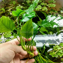 Load image into Gallery viewer, Anubias Nana Mother-Aquatic Plants-Glass Grown-Glass Grown Aquatics-Aquarium live fish plants, decor