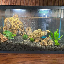 Load image into Gallery viewer, Anubias Nana Mother-Aquatic Plants-Glass Grown-Glass Grown Aquatics-Aquarium live fish plants, decor