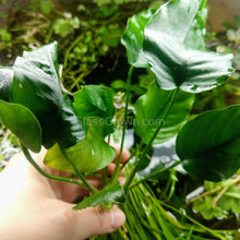 Load image into Gallery viewer, Anubias Nana Mother-Aquatic Plants-Glass Grown-Glass Grown Aquatics-Aquarium live fish plants, decor