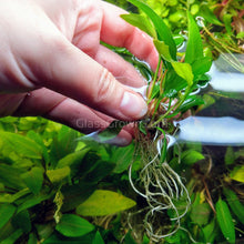 Load image into Gallery viewer, Bestselling Anubias Starter Pack (3 Plants)-Aquatic Plants-Glass Grown-Glass Grown Aquatics-Aquarium live fish plants, decor