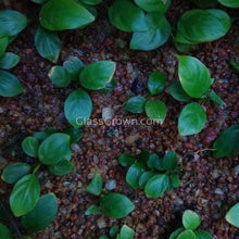 Load image into Gallery viewer, Bestselling Anubias Starter Pack (3 Plants)-Aquatic Plants-Glass Grown-Glass Grown Aquatics-Aquarium live fish plants, decor