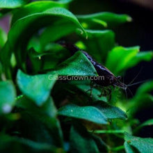 Load image into Gallery viewer, Bestselling Anubias Starter Pack (3 Plants)-Aquatic Plants-Glass Grown-Glass Grown Aquatics-Aquarium live fish plants, decor