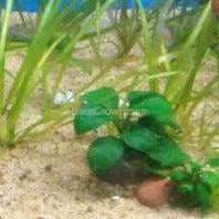 Load image into Gallery viewer, Bestselling Anubias Starter Pack (3 Plants)-Aquatic Plants-Glass Grown-Glass Grown Aquatics-Aquarium live fish plants, decor