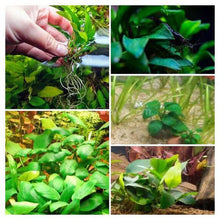 Load image into Gallery viewer, Bestselling Anubias Starter Pack (3 Plants)-Aquatic Plants-Glass Grown-Glass Grown Aquatics-Aquarium live fish plants, decor