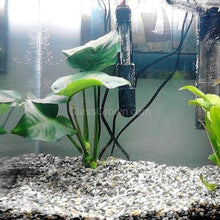 Load image into Gallery viewer, Anubias Nana Mother-Aquatic Plants-Glass Grown-Glass Grown Aquatics-Aquarium live fish plants, decor