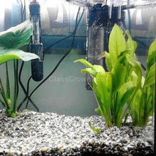 Load image into Gallery viewer, Amazon Sword-Aquatic Plants-Glass Grown-Glass Grown Aquatics-Aquarium live fish plants, decor