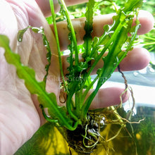Load image into Gallery viewer, Aponogeton Longiplumulosus Bulb-Aquatic Plants-Glass Grown-Glass Grown Aquatics-Aquarium live fish plants, decor
