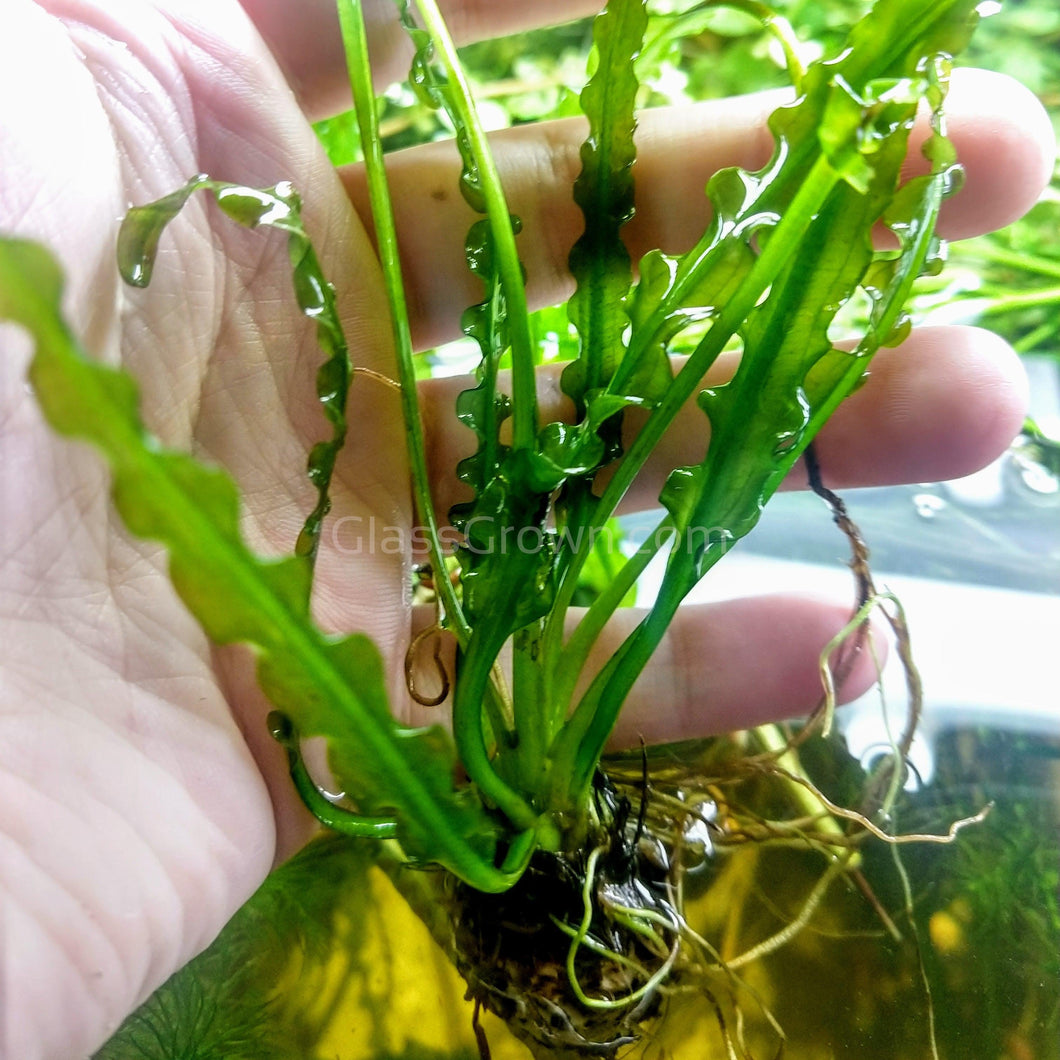 Aponogeton Longiplumulosus Bulb-Aquatic Plants-Glass Grown-Glass Grown Aquatics-Aquarium live fish plants, decor