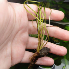 Load image into Gallery viewer, Aponogeton Natans Bulb-Aquatic Plants-Glass Grown-Glass Grown Aquatics-Aquarium live fish plants, decor