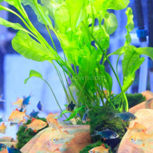 Load image into Gallery viewer, Aponogeton Ulvaceous Bulb-Aquatic Plants-Glass Grown-Glass Grown Aquatics-Aquarium live fish plants, decor
