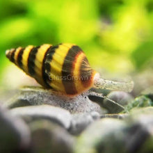 Load image into Gallery viewer, Assassin Snail 3 Pack-Live Animals-Glass Grown-Pack of Three Snails-Glass Grown Aquatics-Aquarium live fish plants, decor